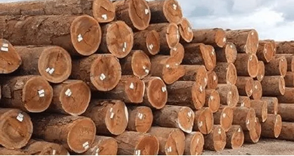 Quarantine Fumigation of Wood and Timber