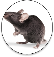 Rats Control Industry Support
