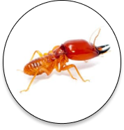 Termites Control Industry Support